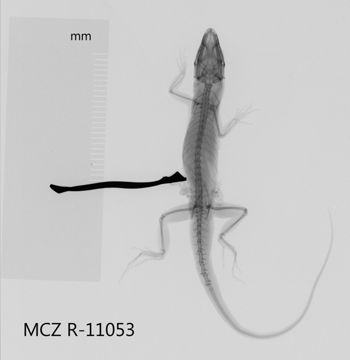 Media type: image;   Herpetology R-11053 Aspect: dorsoventral x-ray